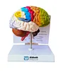 Brain model with artery